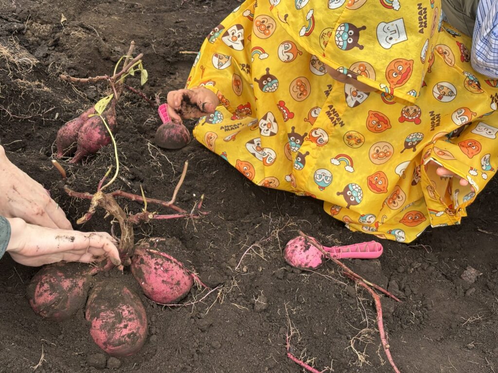 親子さつまいも掘り